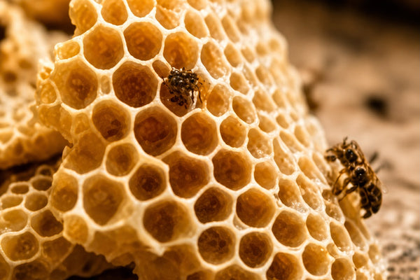 Honeycomb closeup